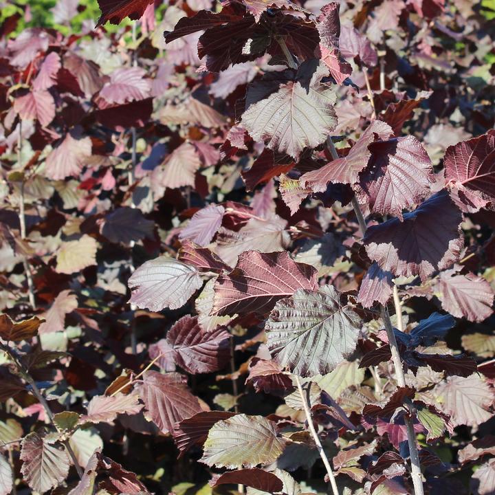 Immagine prodotto Zulauf Blut-Hasel / Corylus maxima 'Purpurea' (100 cm)