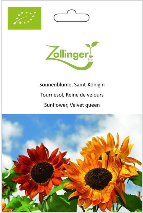 Actual product image Zollinger Bio Sunflower, Velvet Queen (Flower seeds)
