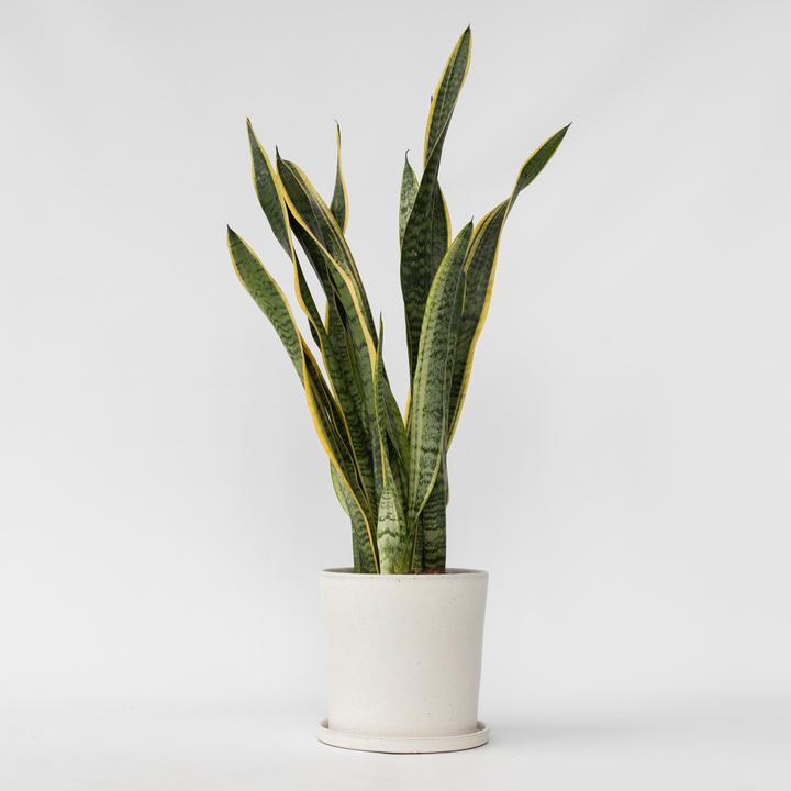 Immagine prodotto Plant in a Box Sansevieria trifasciata Laurentii - canapa a fiocco (65 cm)