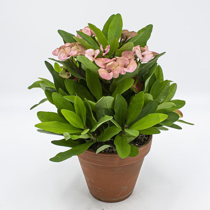 Kakteen Gautschi Euphorbia millii rosa (35 cm)