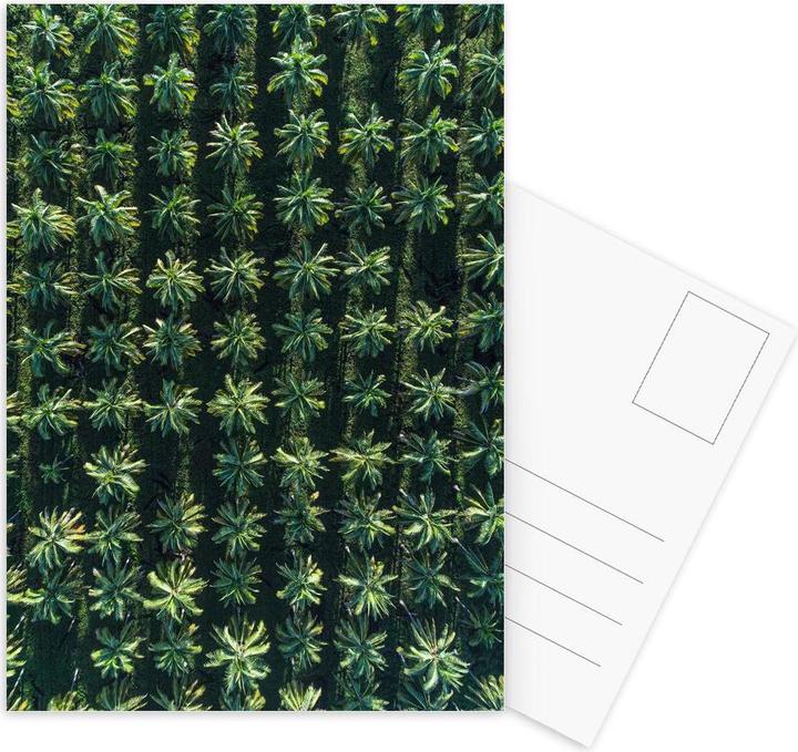 Produktbild Juniqe Palms - Palmen (15 Stk.)