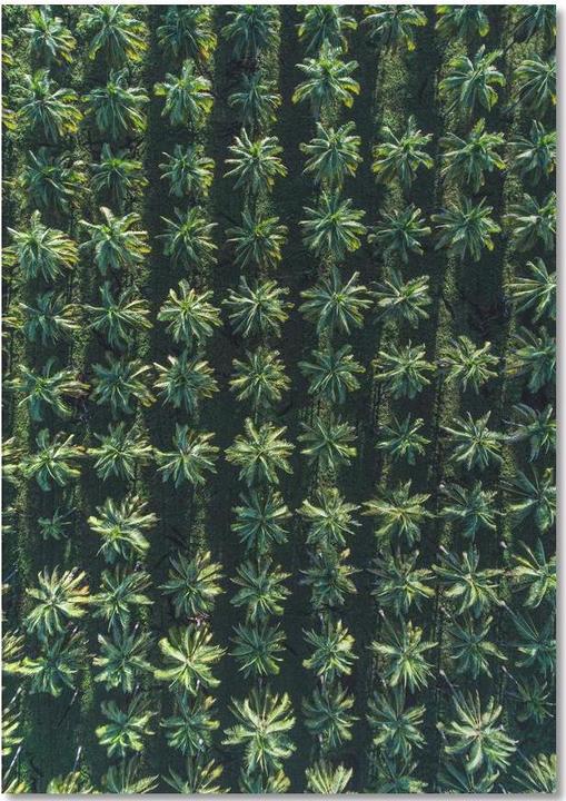 Immagine prodotto Juniqe Palme - Palme (A5, Righe)