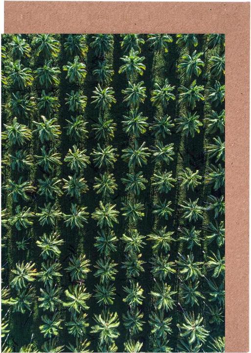 Produktbild Juniqe Palms - Palmen (3 Stk.)