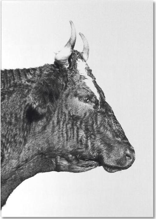 Image du produit Juniqe Bull - Vaches (A5, À rayures)
