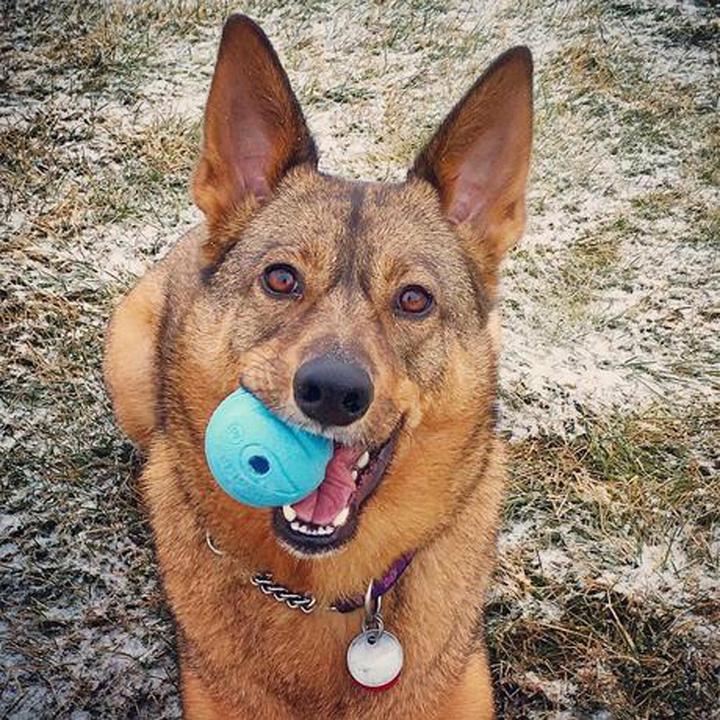 Actual product image Chuckit! CHUCK IT! The whistler dog ball M - Dog ball - 2 piece(s) (Dog chew toy)
