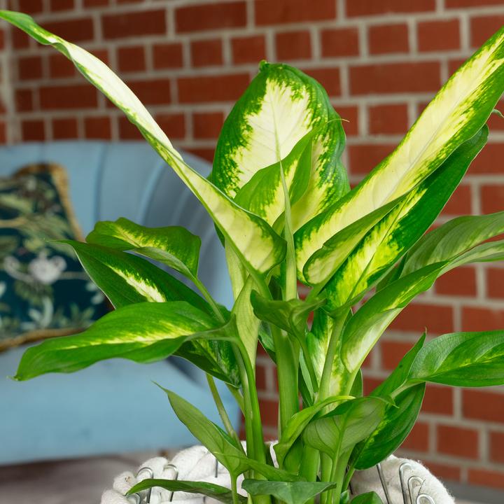 Actual product image Flowerbox Dieffenbachie - Dieffenbachia (35 cm)