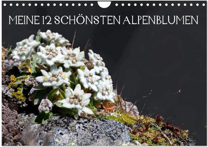 Immagine prodotto Meine 12 schönsten Alpenblumen (Wandkalender 2025 DIN A4 quer), Monatskalender (A4, Tedesco)