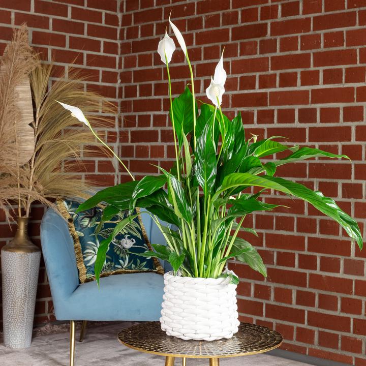 Immagine prodotto Flowerbox Monocot - Spathiphyllum (50 cm)