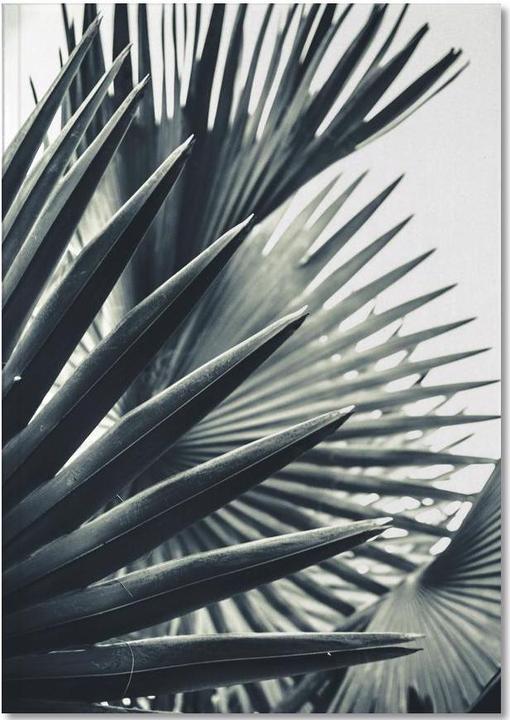Immagine prodotto Juniqe Palm Shade 2 - Foglie e piante (A5, Righe)