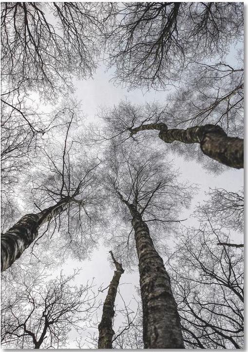 Image du produit Juniqe Forest 1 - Arbres (A5, Pointillés)