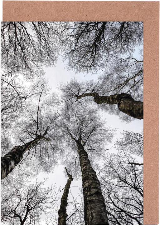 Produktbild Juniqe Forest 1 - Bäume (5 Stk.)