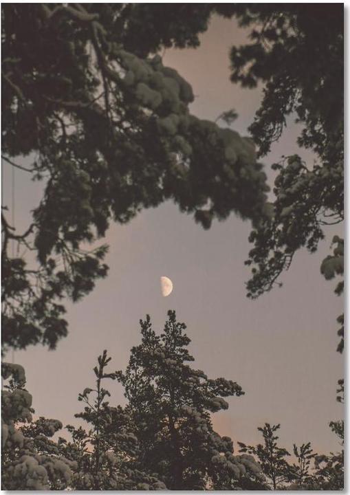 Immagine prodotto Juniqe La Luna - Alberi (A5, Nessuna)