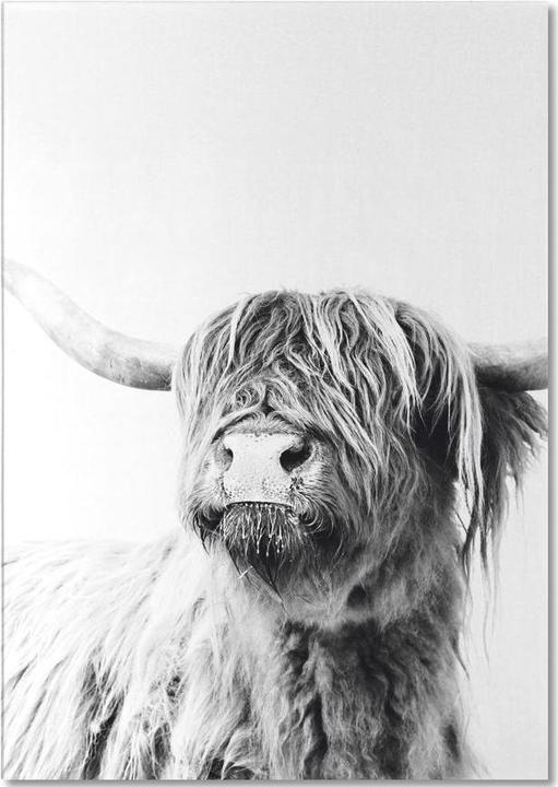 Image du produit Juniqe Highland Cattle Frida 2 - Vaches Highland (A4, Blanc)