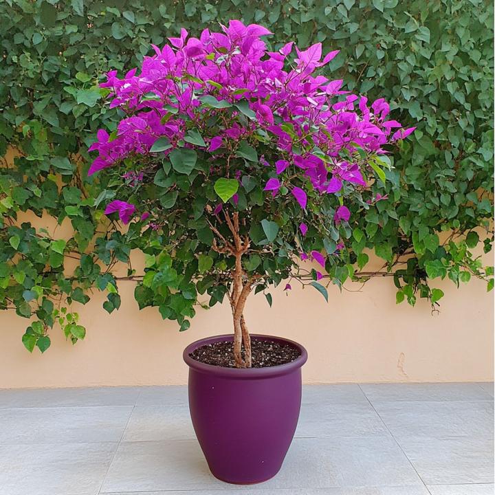 Actual product image Plant in a Box Bougainvillea 'Alexandra' - (50 cm)