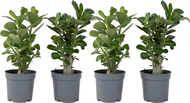 Actual product image Plant in a Box Adenium Obesum - Set of 4 Desert Rose (25 cm)
