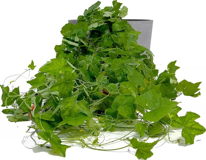 Produktbild Boum Setzling Snackgurke "Zauberminis"