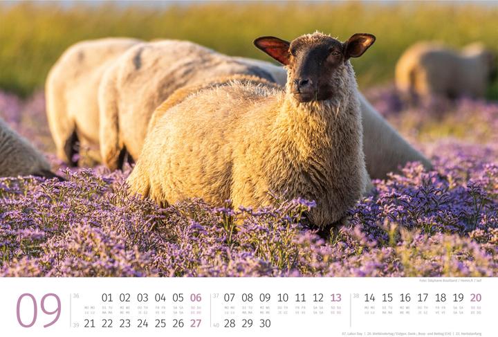 Produktbild Schafe Kalender 2026 (45 x 33 cm, Harter Einband, Deutsch, Französisch, Italienisch, Englisch)