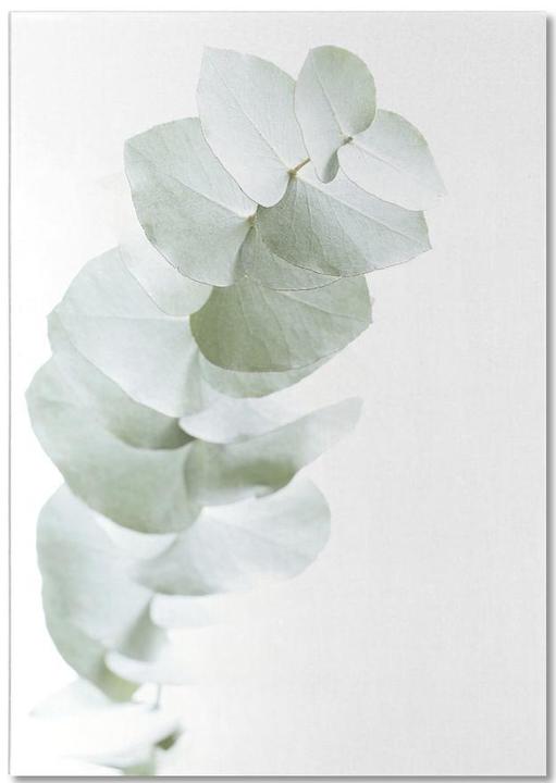 Image du produit Juniqe Eucalyptus White 1 - Feuilles & Plantes (A5, Pointillés)