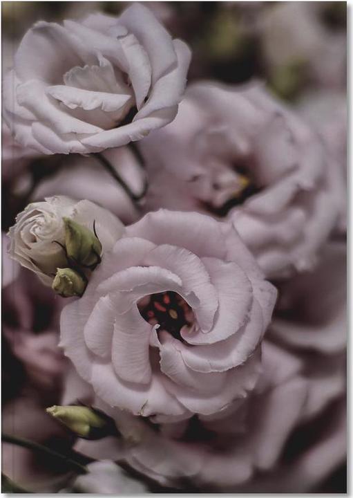 Image du produit Juniqe Rosa - Nature (A5, Pointillés)