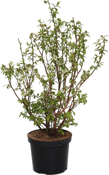 Immagine prodotto Zulauf Kultur-Heidelbeere / Vaccinium corymbosum 'Darrow' (50 cm)