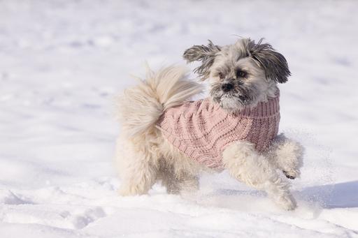 Produktbild Designed by Lotte Hundepullover Haida (28, Hundepullover)