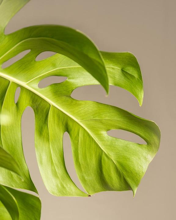Immagine prodotto feey Monstera XL (125 cm, Appena rinvasata)
