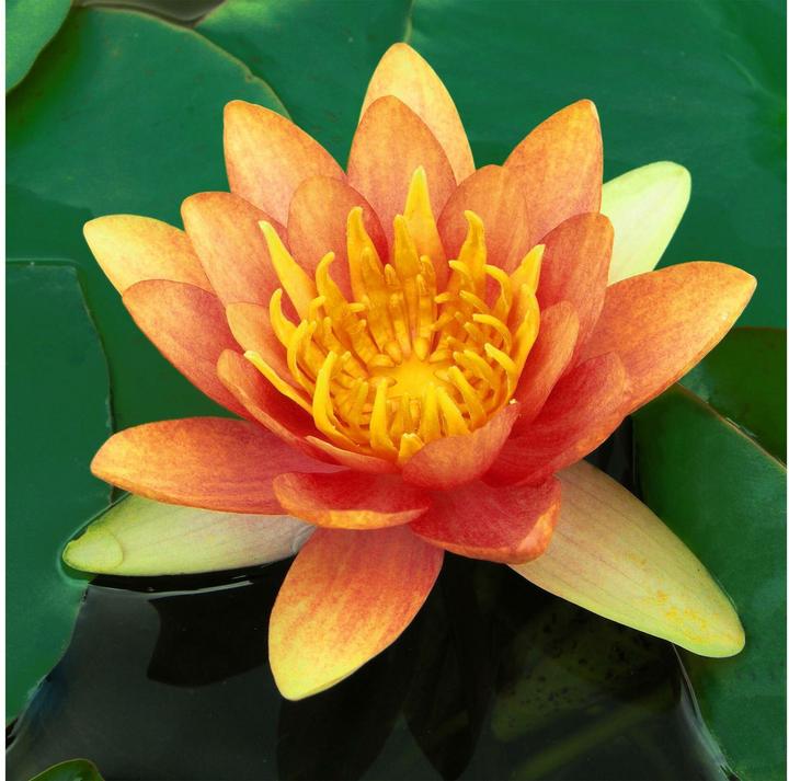 Image du produit Lawana Dekofigur Seerose Nymphaea Natura Coco «Sioux»