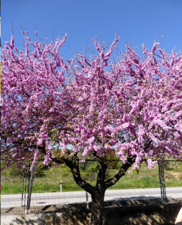 Actual product image Tropica Love Tree - Judas Tree (Cercis siliquastrum) (Plant seeds)