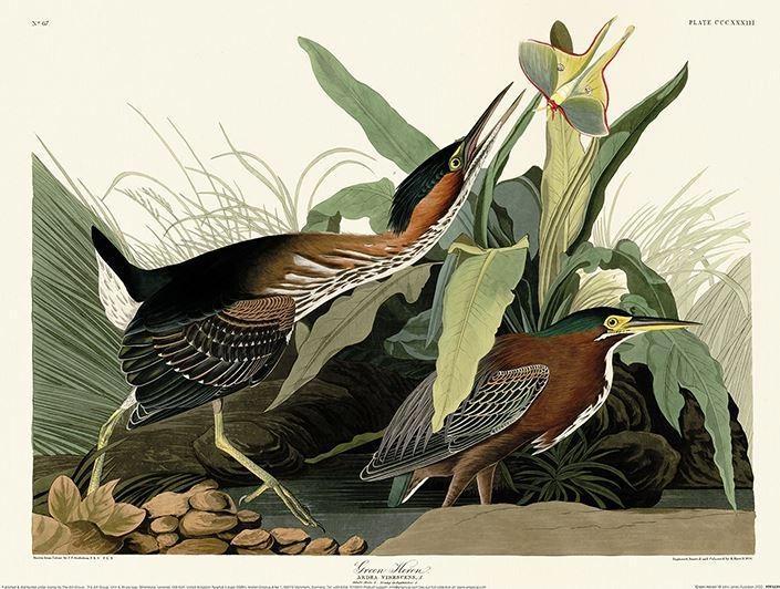 Actual product image Universal Textiles Poster Green Heron (30 x 40 cm)