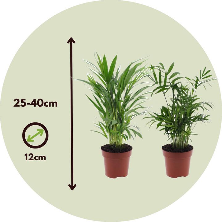 Immagine prodotto Plant in a Box Dypsis lutescens, Chamaedorea elegans - Mix di 4 mini palme da interno (25 cm)