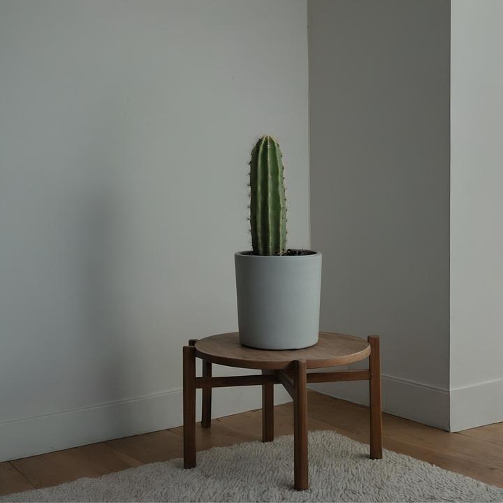 Produktbild Plant in a Box Euphorbia ingens - Cowboy-Kaktus (40 cm)