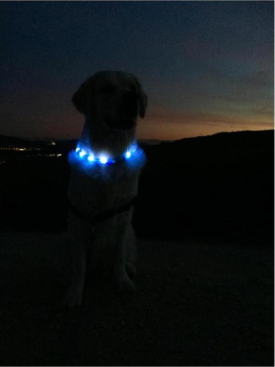 Image du produit Trixie Bandeau lumineux Safer Life Flash USB L-XL (50, Chien, Sport canin)