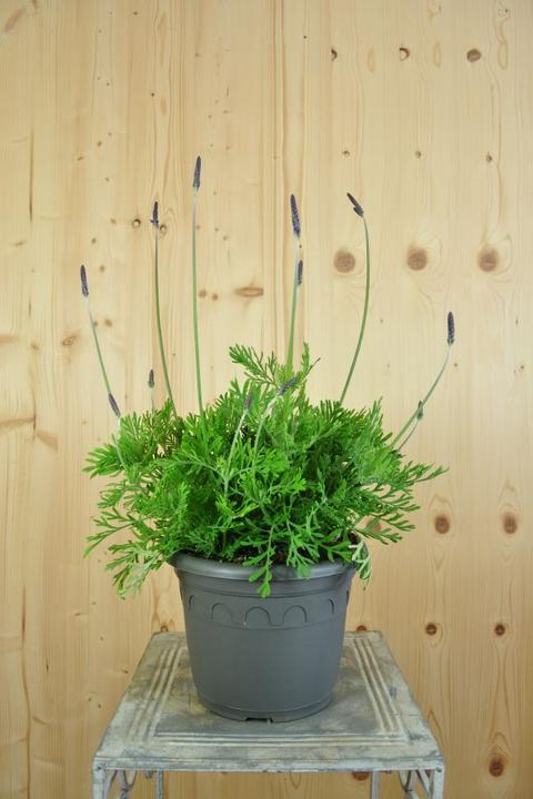 Image du produit Säntispracht La lavande papillon des Canaries - Lavendula 'pinnata (80 cm)