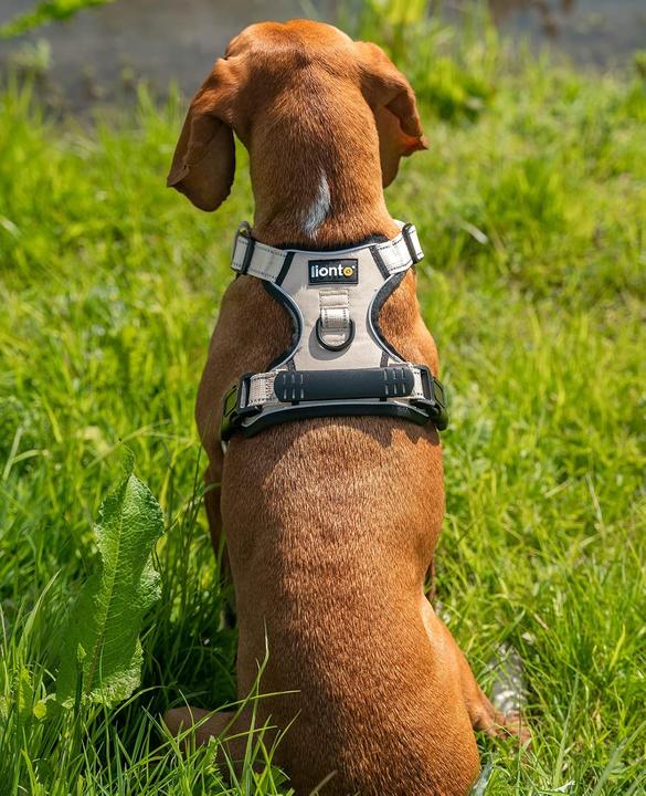 Produktbild Ionto Gepolstertes Hundegeschirr (M, Hund, Hundesport)