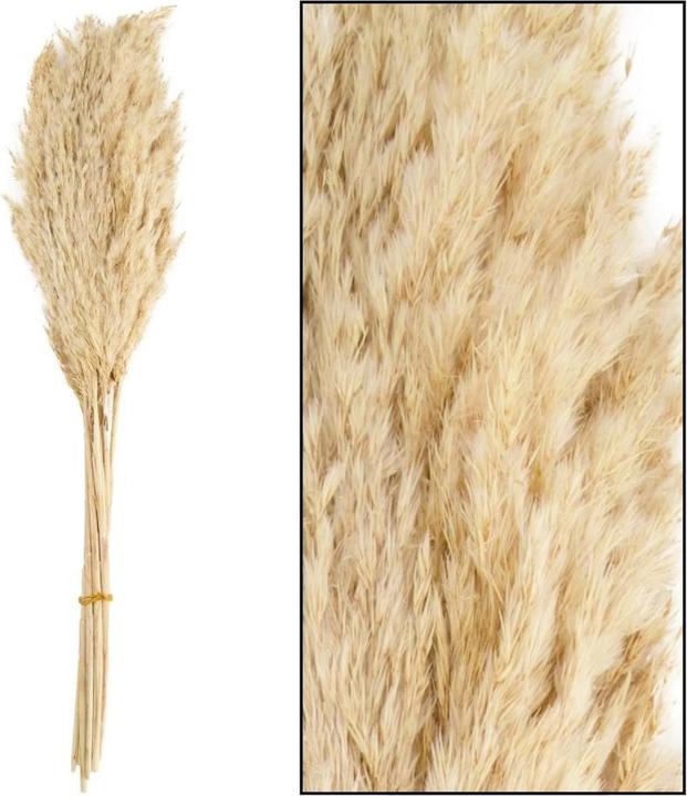 Natura Punto Pfahlrohr - Arundo donax (Trockenblumen)