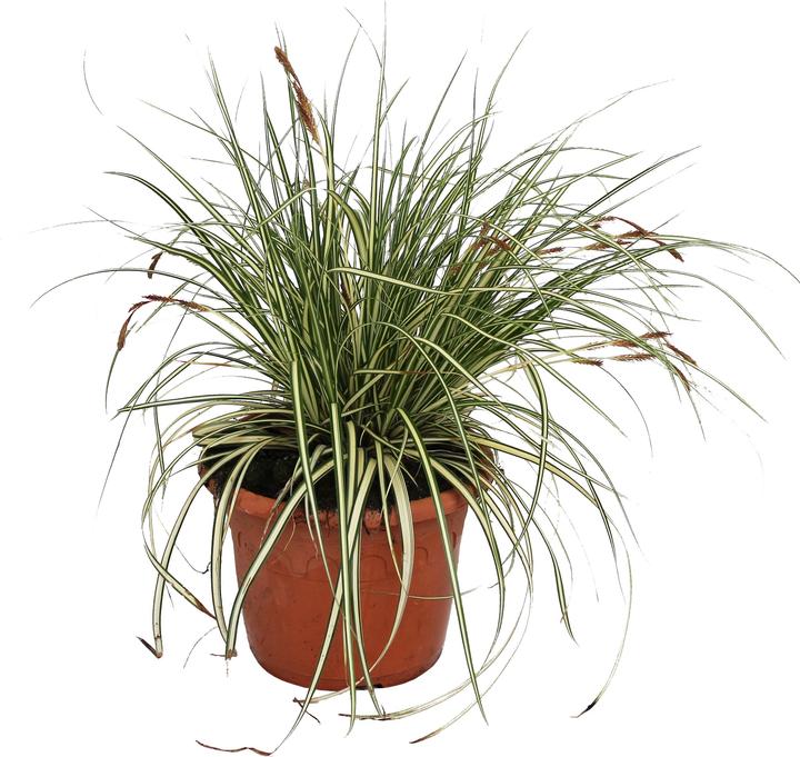 Actual product image Zulauf Laiche du Japon (20 cm)