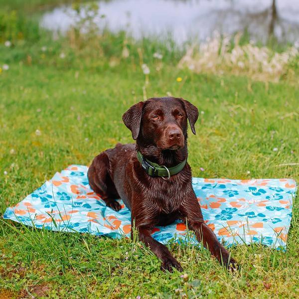 Image du produit Nobby Fleur (Chien)