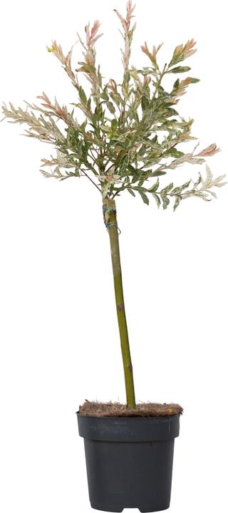 Produktbild Plant in a Box Salix integra 'Flamingo' - Zierweide (60 cm)