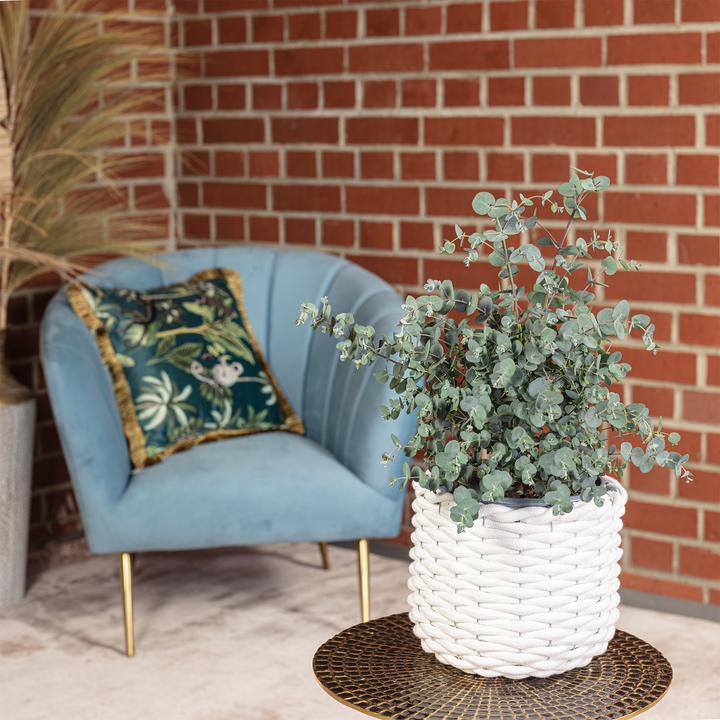 Immagine prodotto Flowerbox Eucalipto - Eucalyptus gunnii (45 cm)