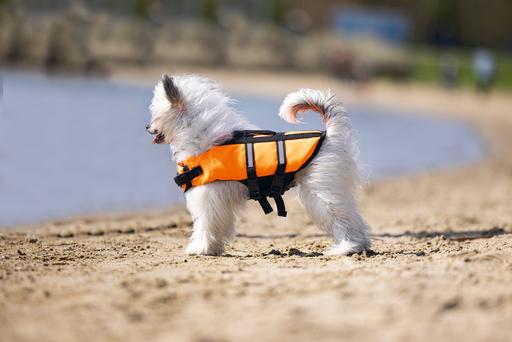 Immagine prodotto Karlie Aqua-top (XS, Giubbotto di salvataggio per cani)
