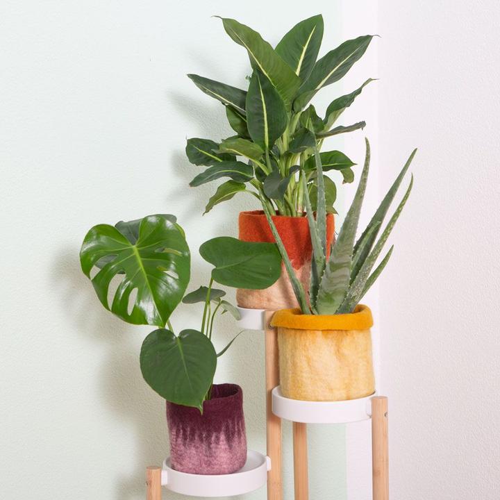 Immagine prodotto VEG and the City Nizza - (Dieffenbachia mix) (65 cm)