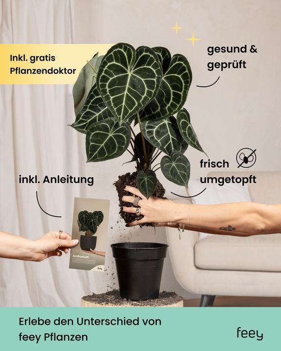 Image du produit feey Plante Ufo (25 cm, Fraîchement rempotés, Respectueux des animaux)