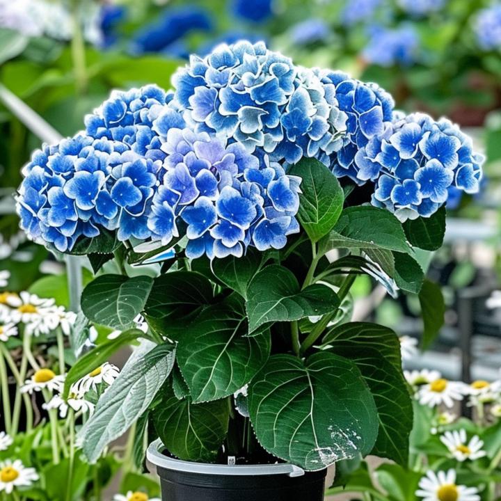 Produktbild Plant in a Box Hydrangea macrophylla Bavaria - 3er Set Hortensien (25 cm)