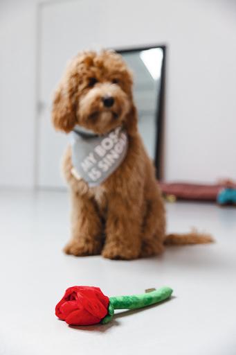 Immagine prodotto Beeztees Bandana Capo singolo (S, Cappotto per cani)