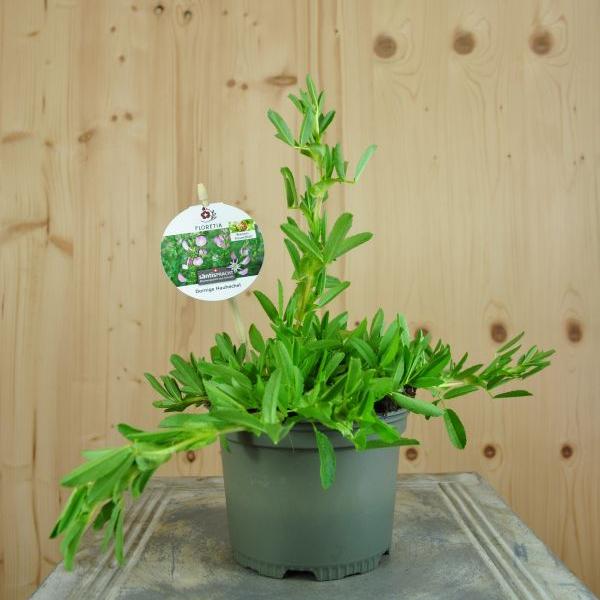 Produktbild Säntispracht 4 er Set, Dornige Hauhechel - Ononis spinosa Dornige Hauhechel (70 cm)