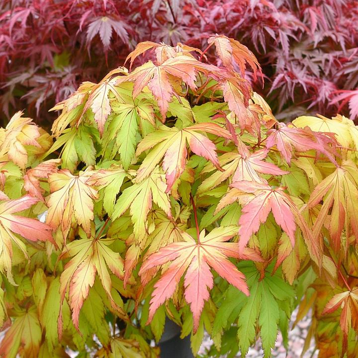 Image du produit Plant in a Box Acer palmatum 'Moonrise' - Érable à feuilles d'érable (40 cm)
