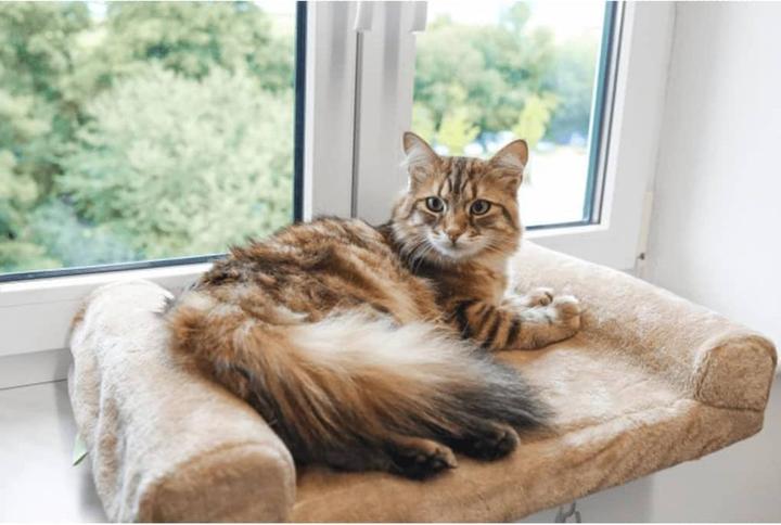 Produktbild Kerbl Fensterliegebrett (Hund, Katze)