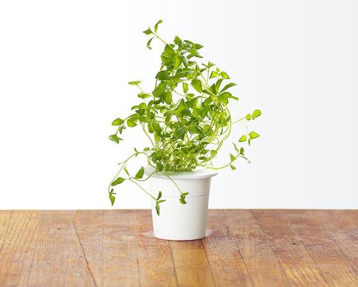 Produktbild Click and Grow Oregano (Kräutersamen)