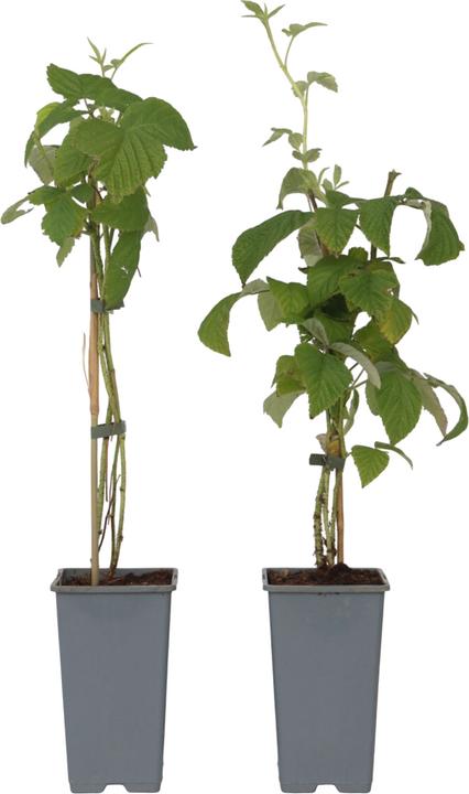 Produktbild Plant in a Box Rubus idaeus Malling Promise - 2er Set Himbeerpflanze (50 cm)