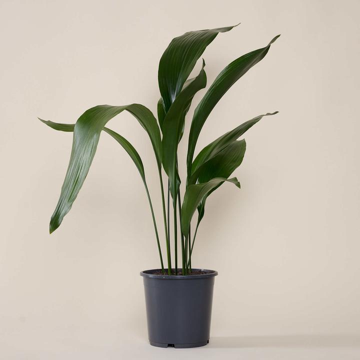 Actual product image Mary and Plants Cobbler's palm (95 cm)